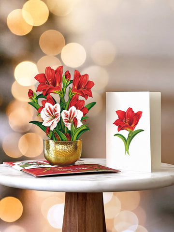 Mini Scarlett Amaryllis  (Pop-up Greeting Card)