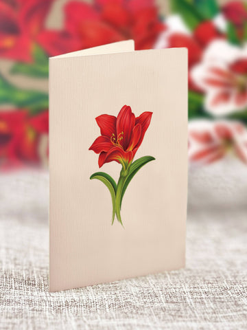 Mini Scarlett Amaryllis  (Pop-up Greeting Card)