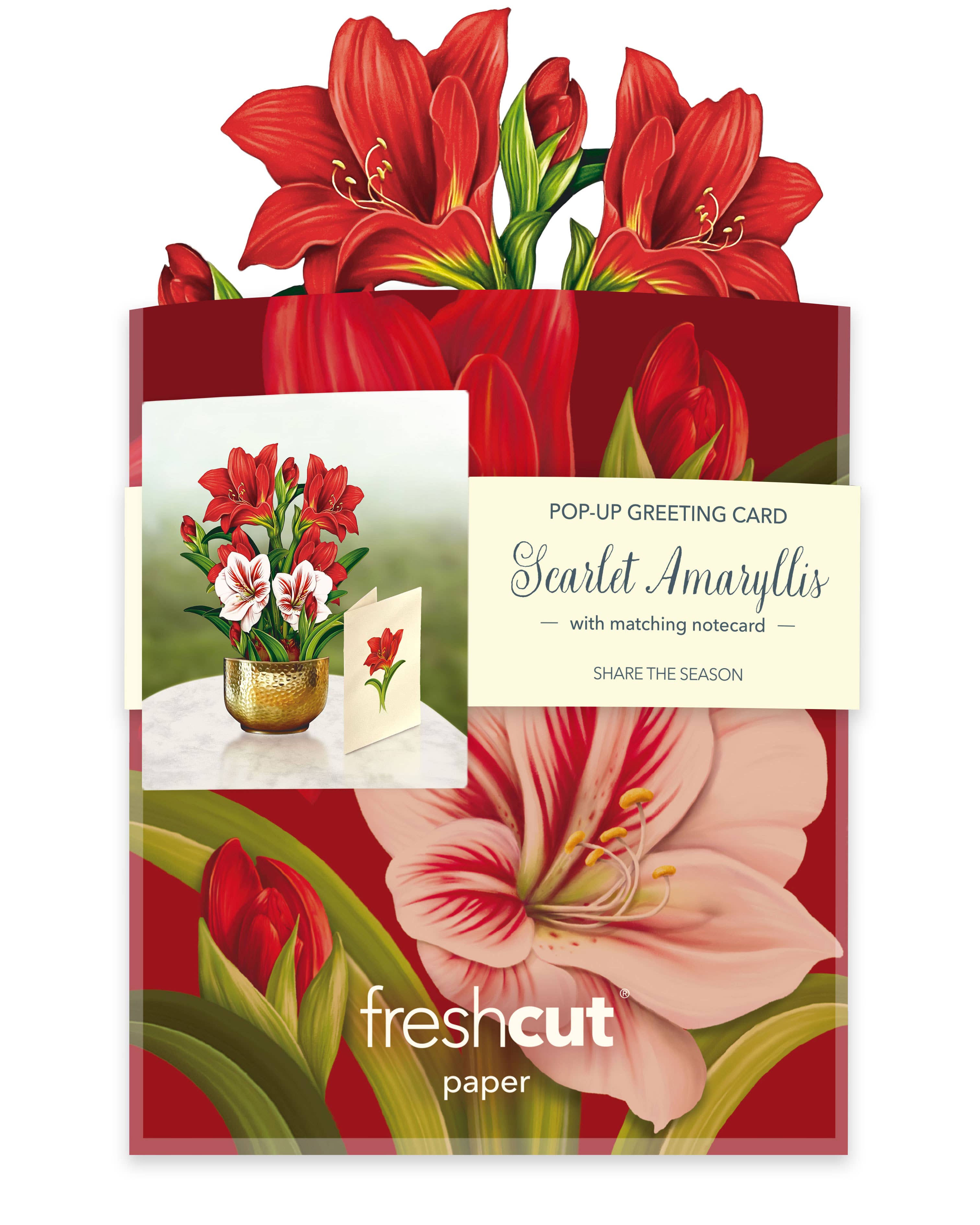 Mini Scarlett Amaryllis  (Pop-up Greeting Card)